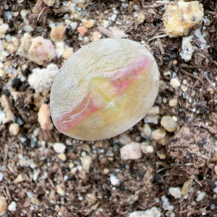 生石花切糕一物一拍5059桃割娘