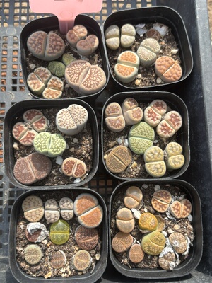 多品种混发精品多肉植物8490方盆彩货
