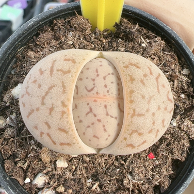 生石花切糕一物一拍5612粉大白