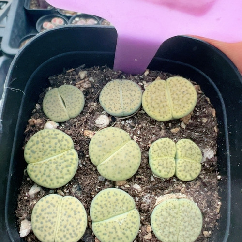 屁股花多品种混发精品多肉植物021绿微纹