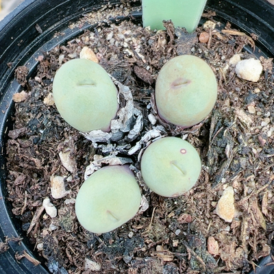 生石花切糕一物一拍5683小红嘴