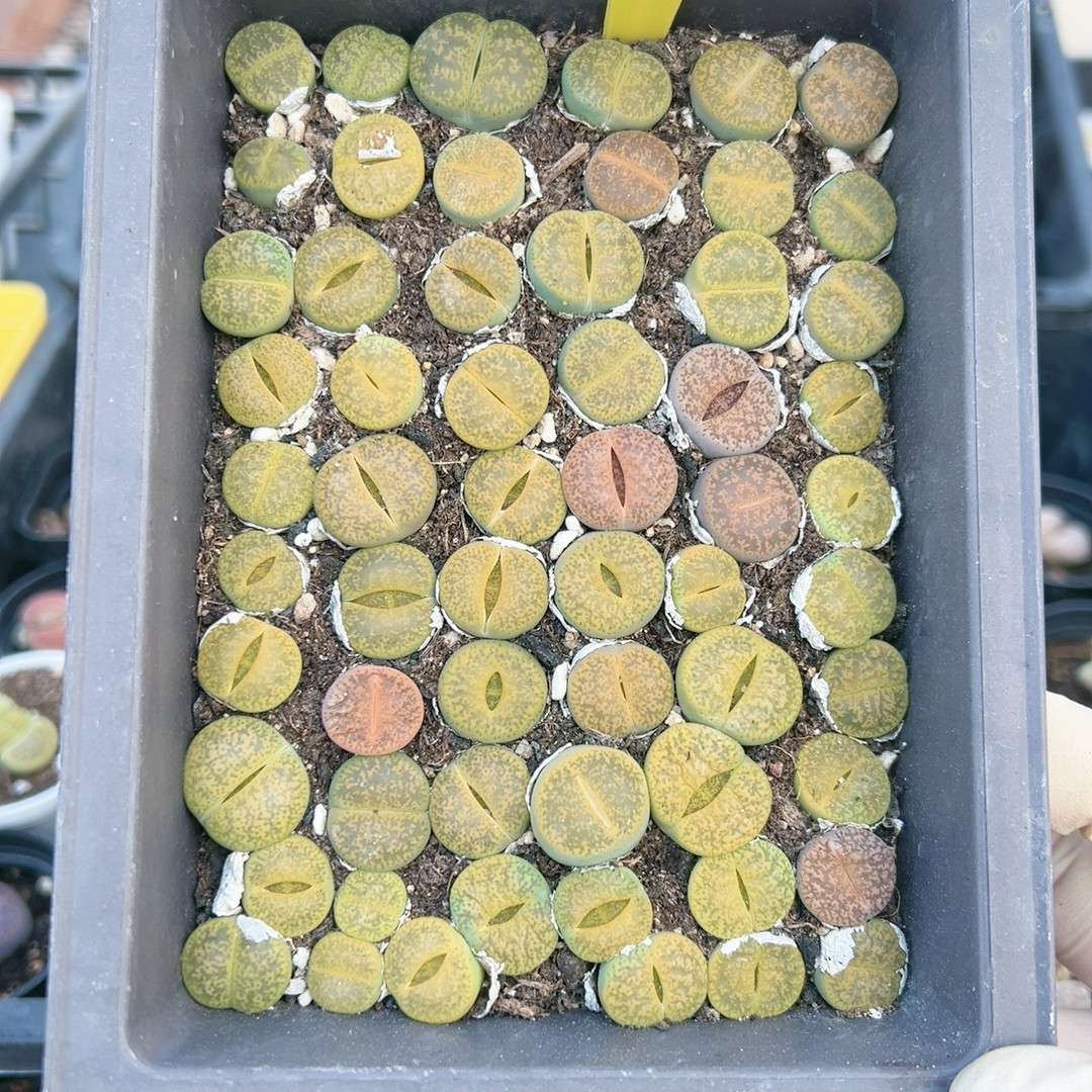 多品种混发精品多肉植物4119绿紫熏,鲜花速递/花卉仿真/绿植园艺,多肉植物,淘宝优惠券,粉丝福利购,淘宝优惠卷