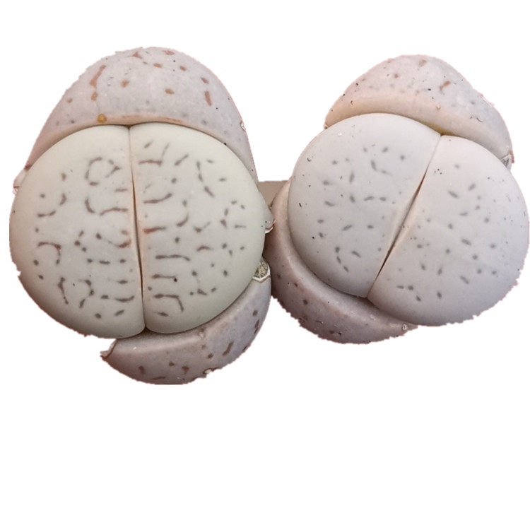 多肉植物 生石花 绫耀玉