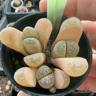 多品种混发精品多肉植物6644粉青瓷母本群生