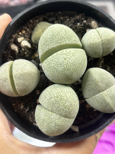 多肉植物生石花南非绿帝玉1050