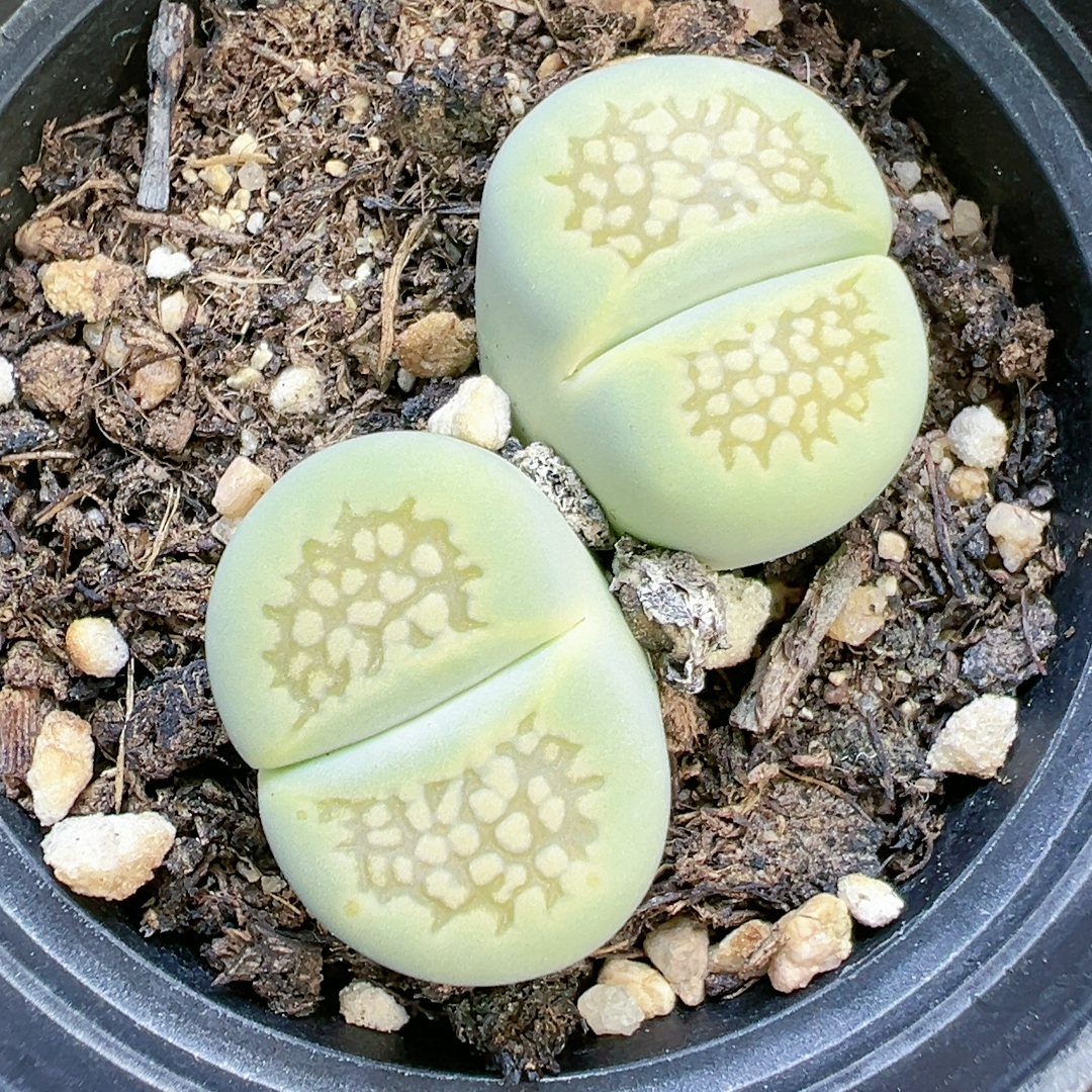 多品种混发精品多肉植物5331细线绿巴里