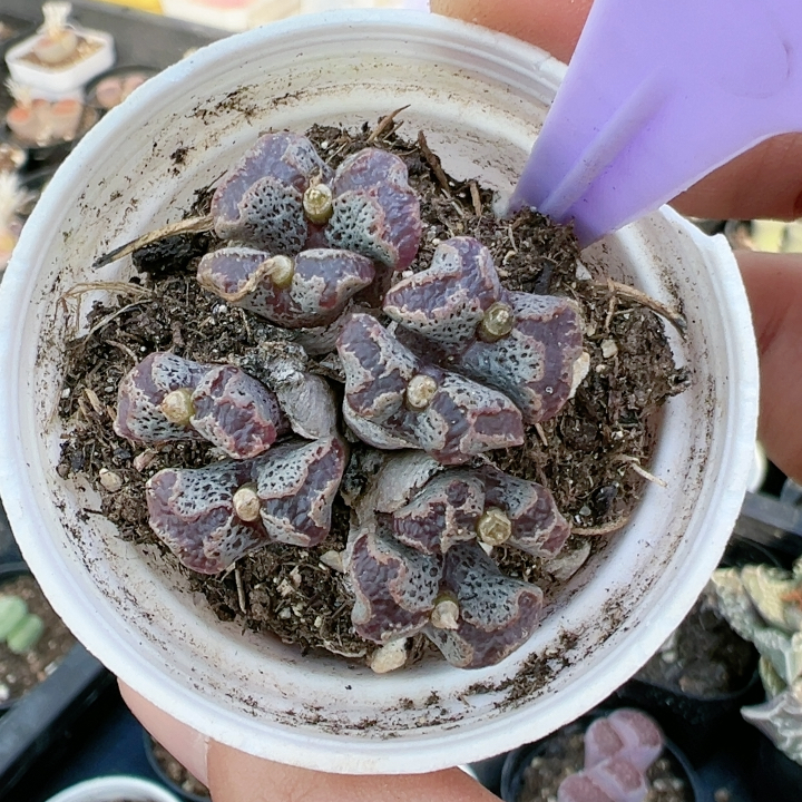 多品种混发精品多肉植物5288蝴蝶勋章