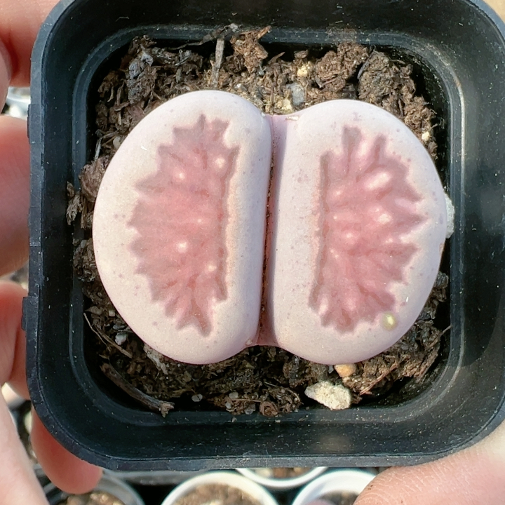 多品种混发精品多肉植物4865紫菊