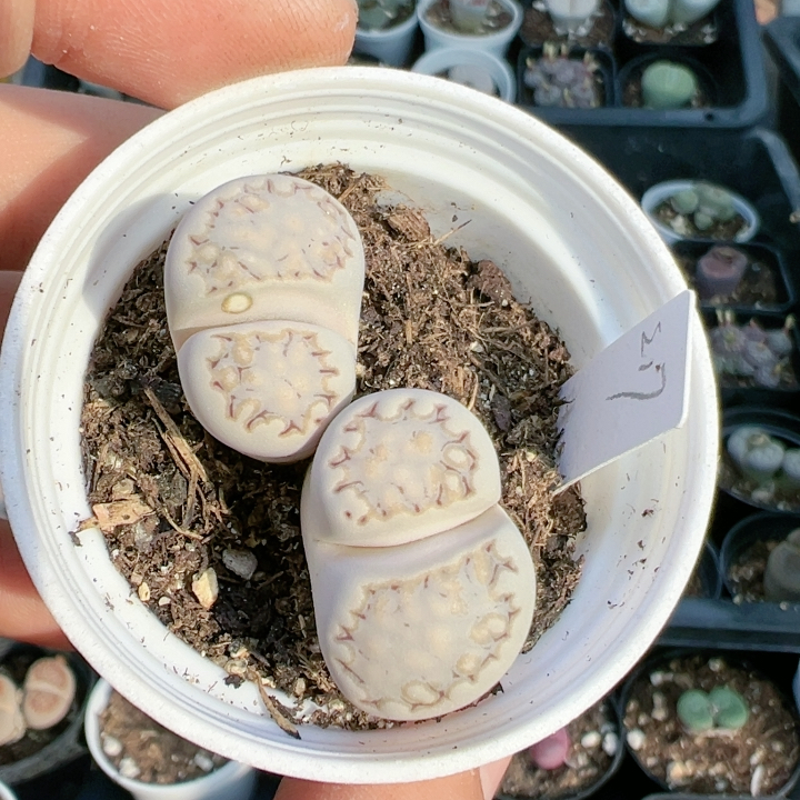 多品种混发精品多肉植物5246饼干217