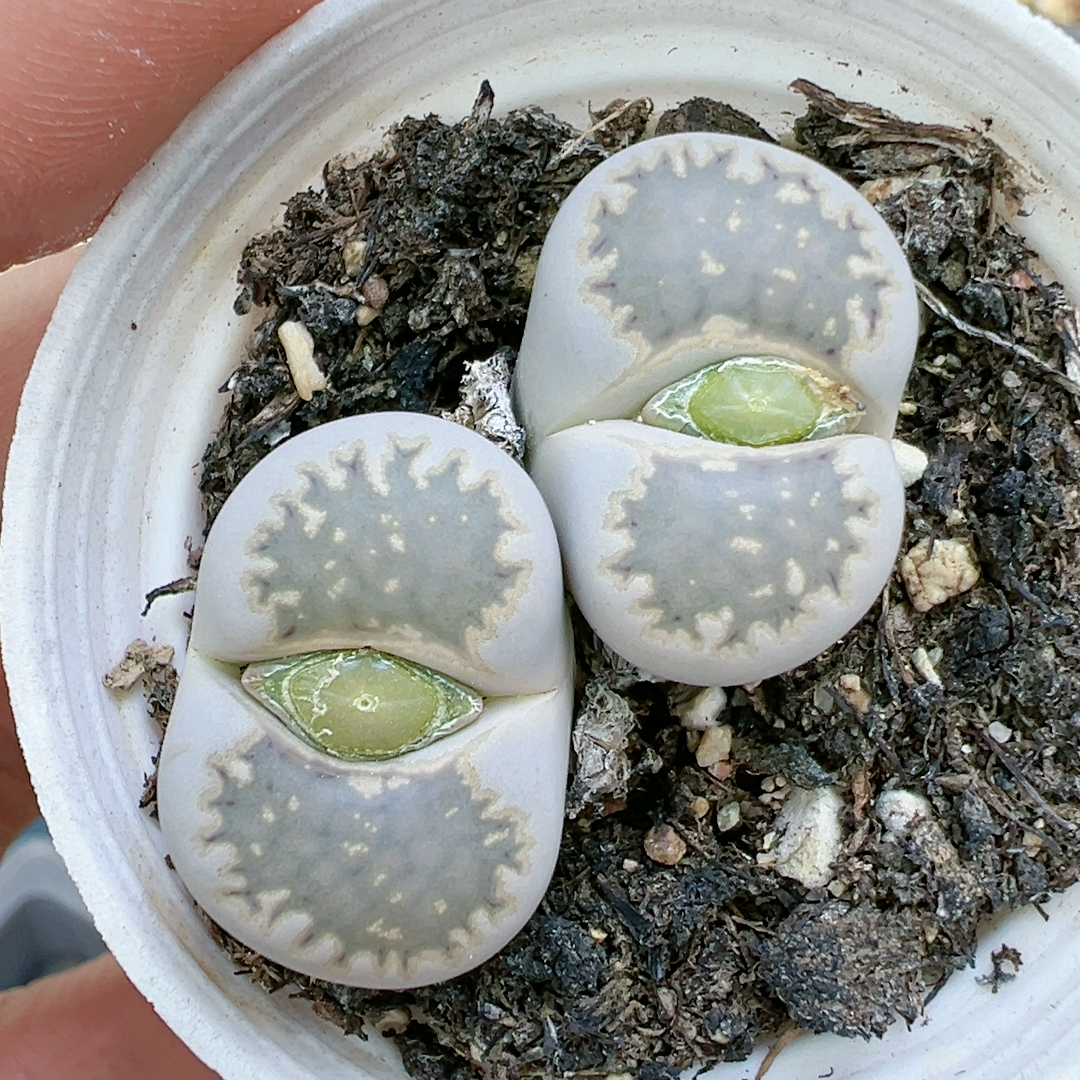 生石花切糕一物一拍5036