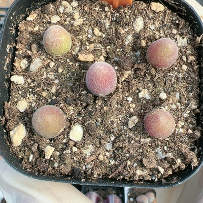 一物一拍6450宝辉