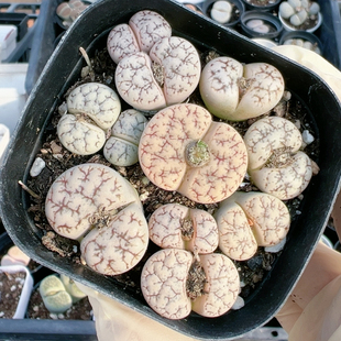 屁股花多品种混发精品多肉植物2820云映玉