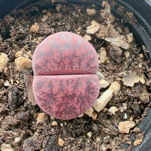 多品种混发精品多肉植物7751酒红紫熏