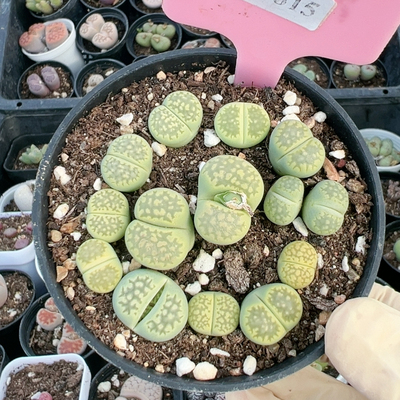 生石花切糕一物一拍5815绿福来