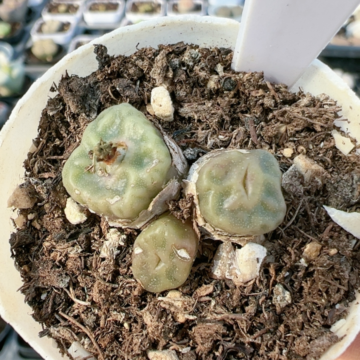 生石花石生花屁股花4049有疤秒