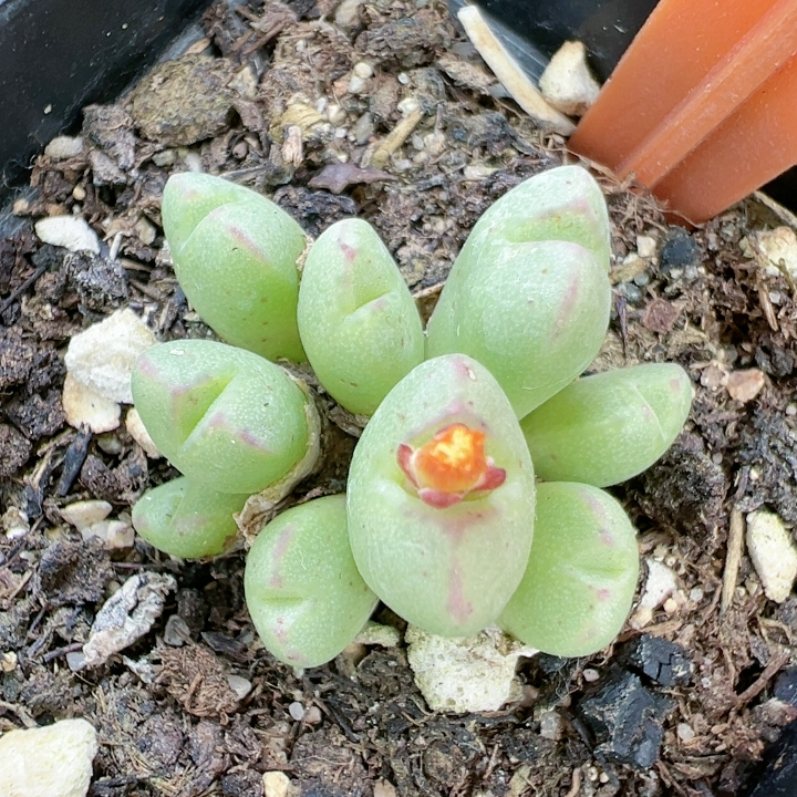 生石花切糕一物一拍5304