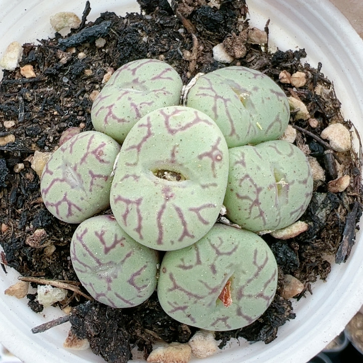 多肉植物番杏科大年份特价5540猴脸清姬,鲜花速递/花卉仿真/绿植园艺,多肉植物,淘宝优惠券,粉丝福利购,淘宝优惠卷