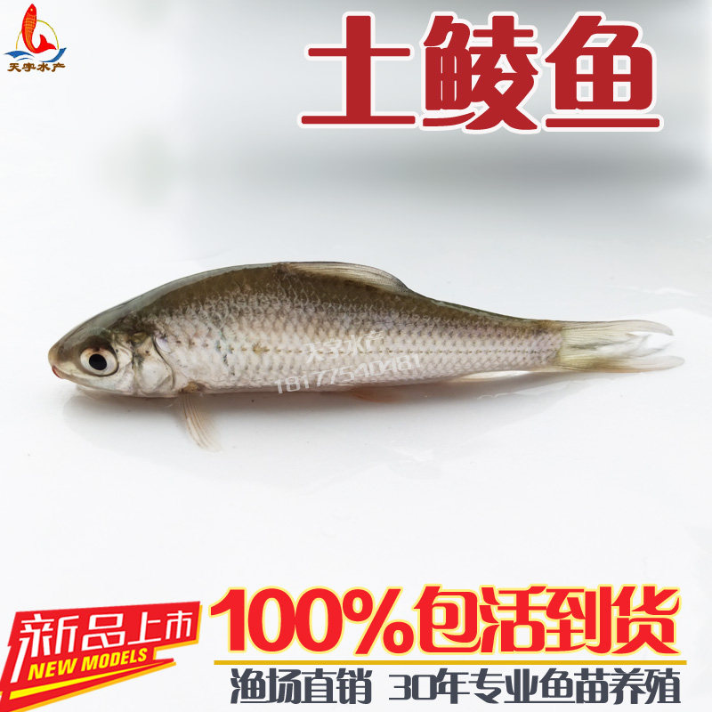 鲮鱼苗土鲮鱼苗麦鲮鱼苗麦穗鱼泰国鲮鱼食蚊鱼龙鱼饲料活体淡水