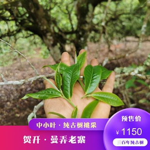 春茶预售 2026年头春头采  贺开曼弄老寨中小叶种300年纯古树