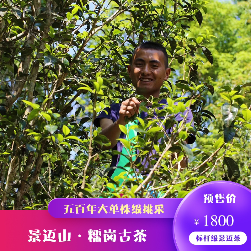 景迈山糯岗古寨500年大单株挑采