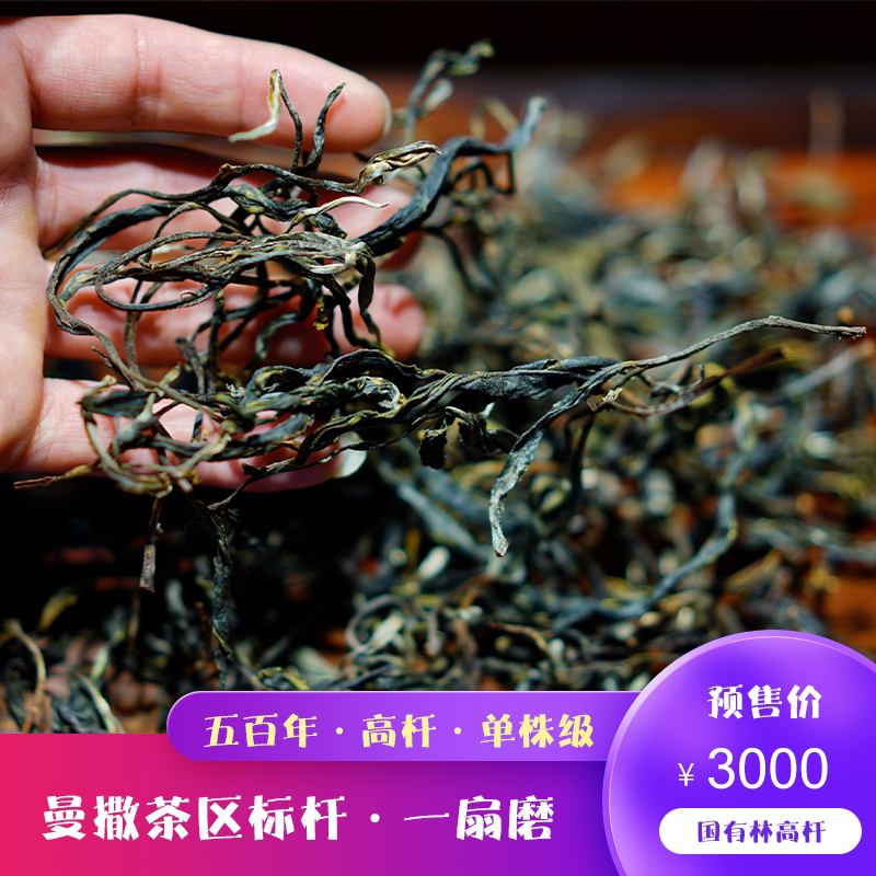 2026年头春头采一扇磨高杆古茶