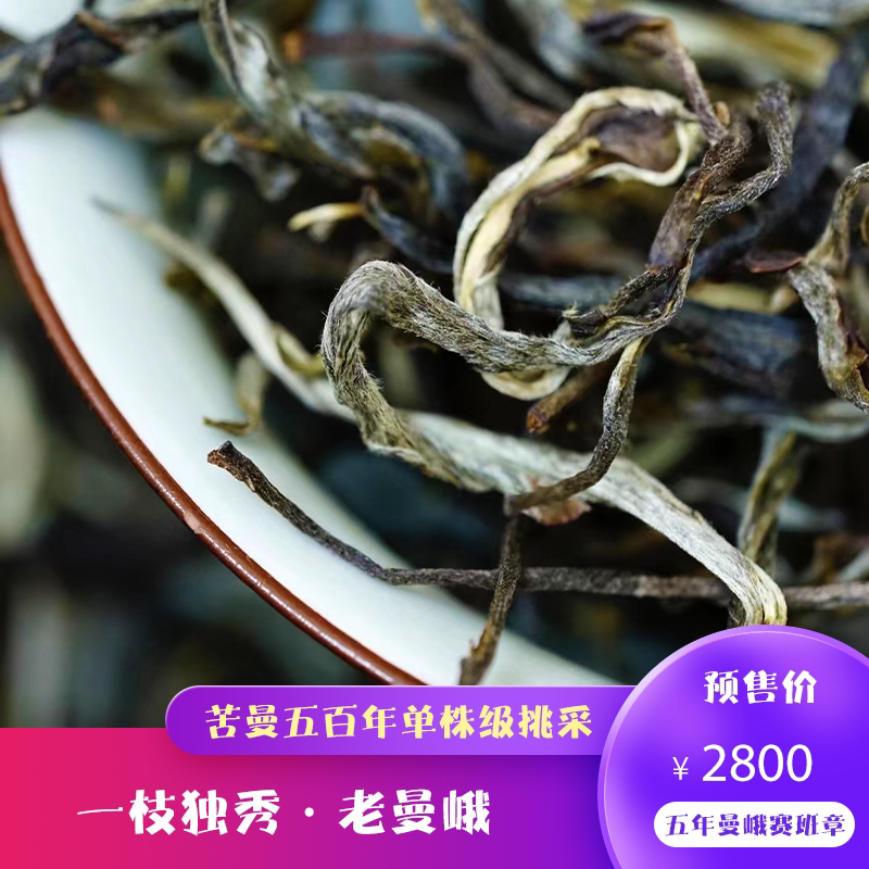 老曼峨（苦曼）500年大单株挑采