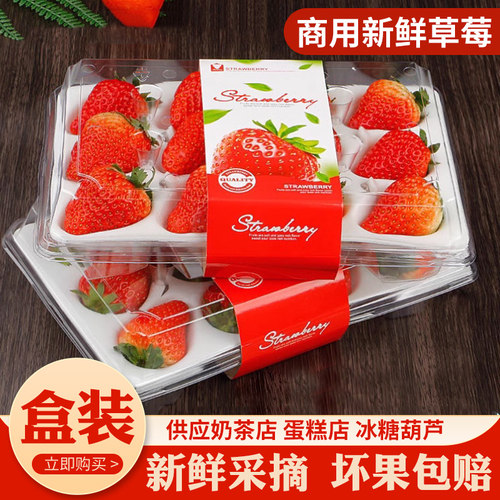 云南四季新鲜草莓商用蛋糕茶饮糖葫芦双流酸草莓礼盒装