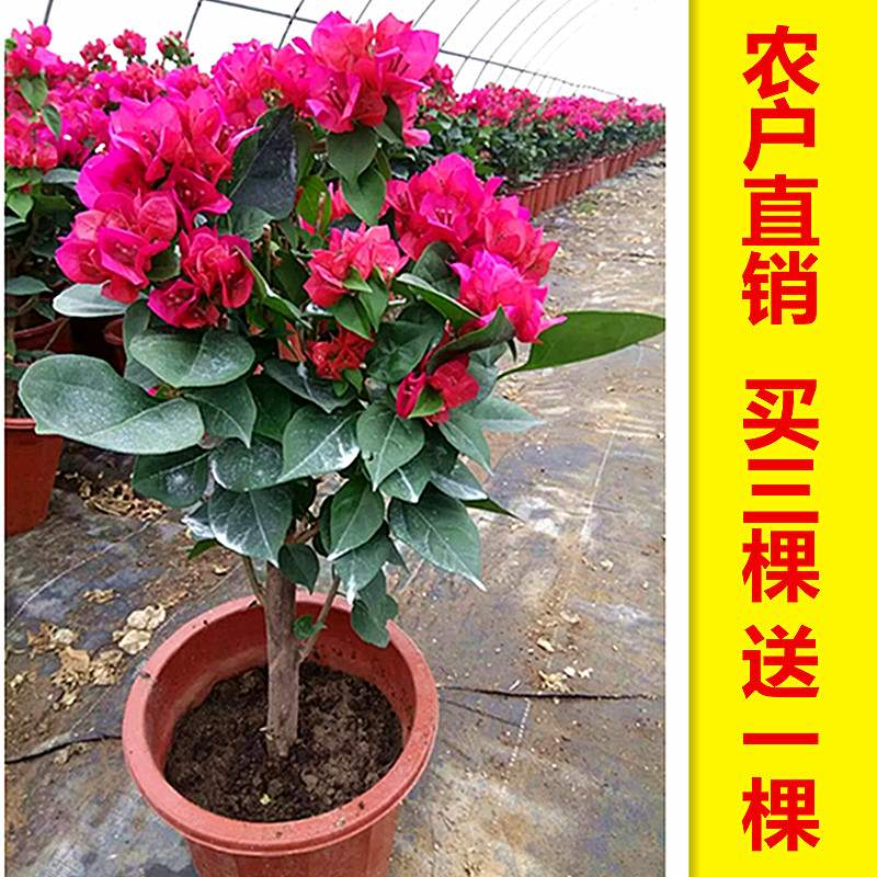 四季开花三角梅花卉盆栽重瓣室内吸甲醛植物爬藤大苗带花包邮