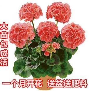 重瓣天竺葵花苗阳台庭院客厅室内外盆栽花卉洋绣球四季开花