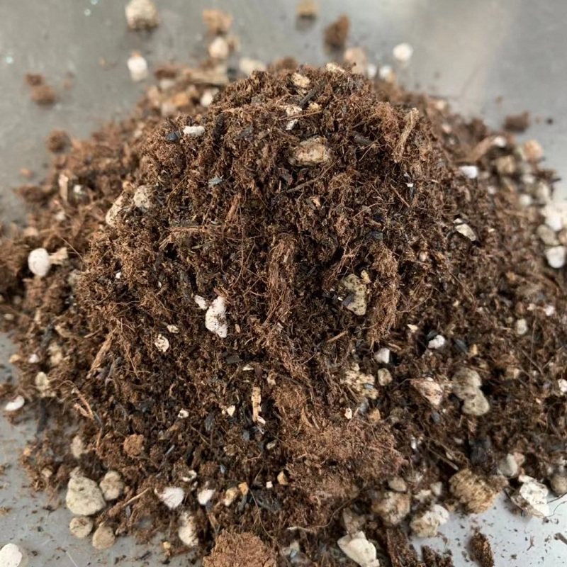 月季铁线莲绿植进口专用土