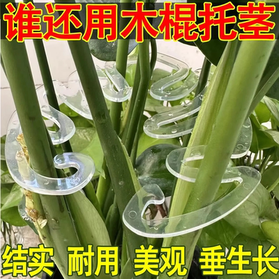 龟背竹支撑杆防倒伏支架水培植物固定器春雨富贵竹花茎枝干收拢器