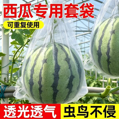 西瓜套袋专用防虫防鸟透气透光瓜