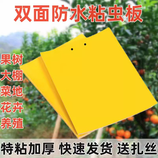 黄板双面粘虫板贴纸工具灭杀小飞虫沾果蝇诱捕捉蚊子苍蝇大棚
