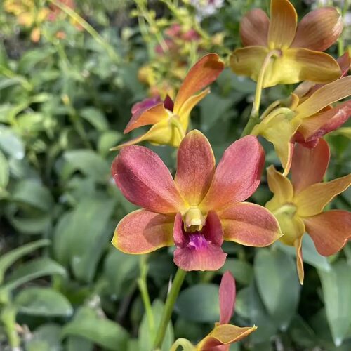 植家进口洋兰 【Dendrobium Jiad Brown UA72焦糖琥珀】扦插苗