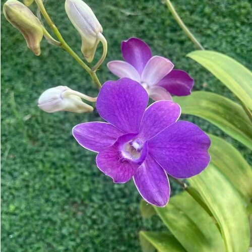 植家进口洋兰 Dendrobium Violet Moon 三代紫眸 浓紫沉稳大花型