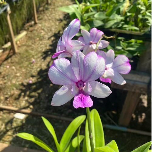 植家进口洋兰 【Dendrobium Pink Stripe 大力水手】丰花浓香型