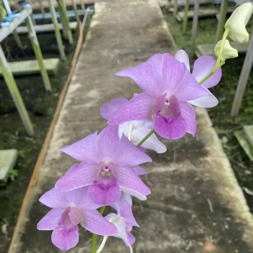 植家进口洋兰 【Dendrobium 'Purple Mist Veil'紫纱】雾感紫花色