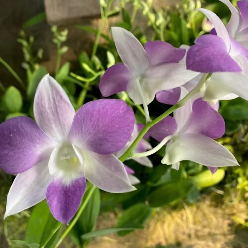 植家进口洋兰 【Dendrobium 'Purple Haze Gradient'紫霞】渐变