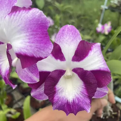 植家进口洋兰 【Dendrobium Pink Dragon 大花脸龙王】种子苗