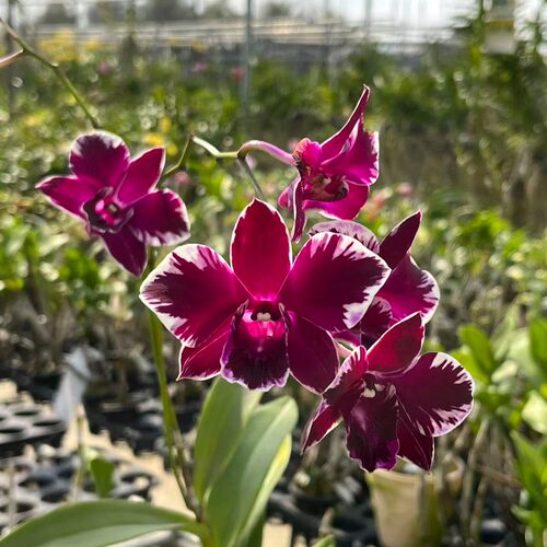 植家进口洋兰 【Dendrobium 'Blood Diamond Splash'血钻泼墨】