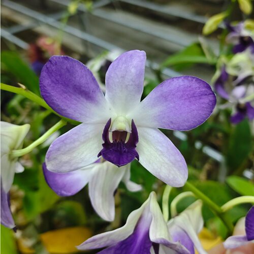 植家进口洋兰【Dendrobium Violet Angel 紫天使】阿里郎一代系列