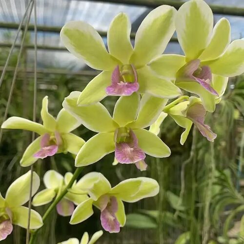 植家进口洋兰 【Dendrobium Burana jade 鹅黄绿泼】
