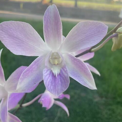 植家进口洋兰 【Dendrobium 'Light Purple Dawn'浅紫霞】蝶翼花