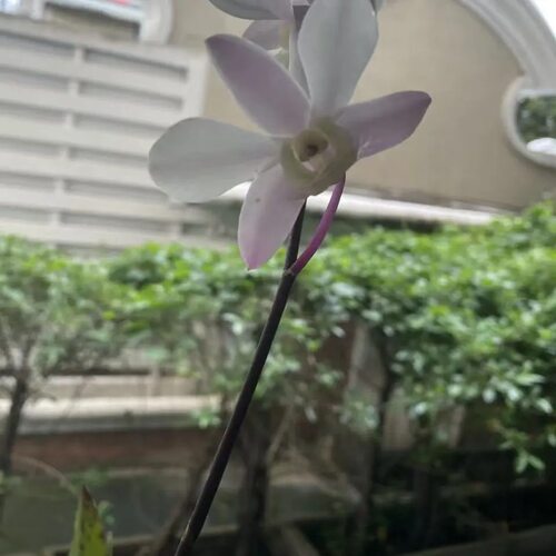 植家进口洋兰 【Den.Burnt taro紫玉】原生 紫杆 蜡质花辨 花芳香