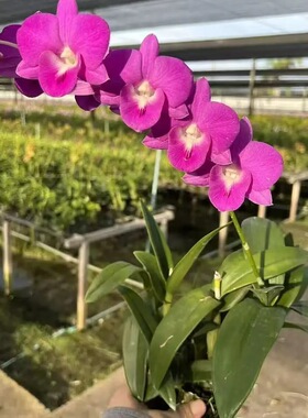 植家进口洋兰 【Den. Pink Sapa 萨柏】纯红色大花型