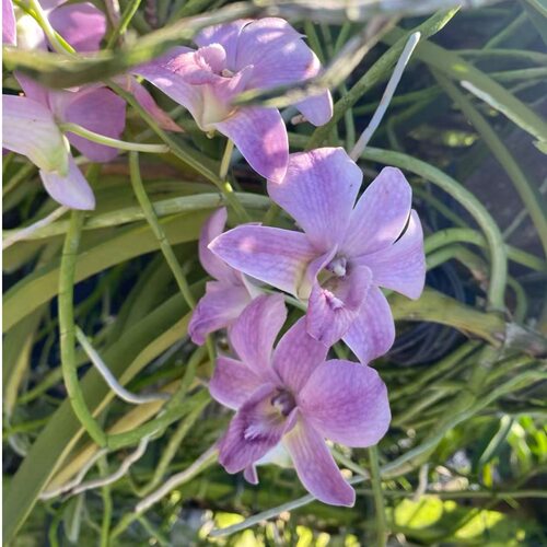 植家进口洋兰 【Dendrobium 'Blush Cloud' 粉云裳】种子苗优选株