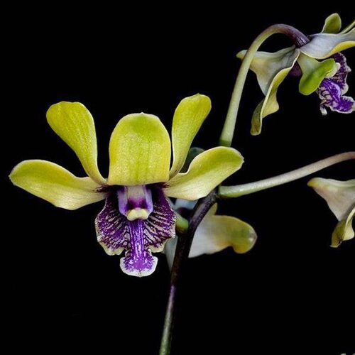 植家进口洋兰 【Dendrobium violaceoflavens 紫罗兰原种】扦插苗