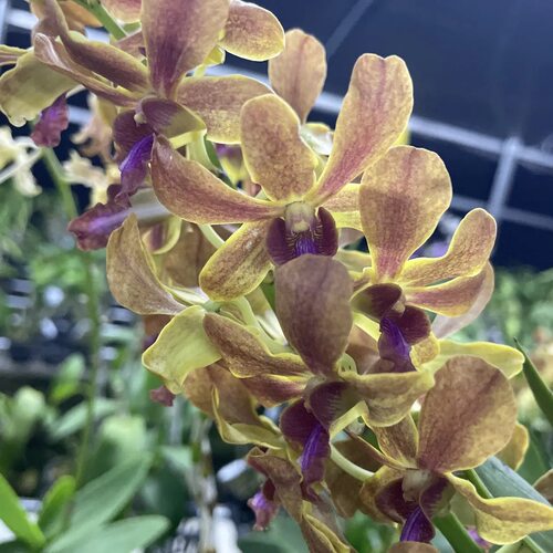 植家进口洋兰 【Dendrobium Lipstick 丹姆】浓香