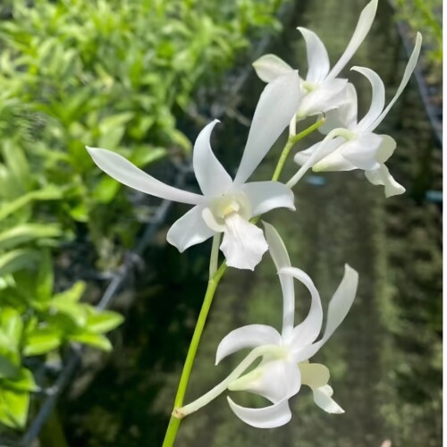 植家进口洋兰 【Dendrobium 'White Silk Crane'白绫鹤】洁白花