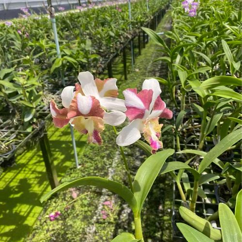 植家进口洋兰 【Dendrobium King Dragon 'Palawa' 至尊龙王】